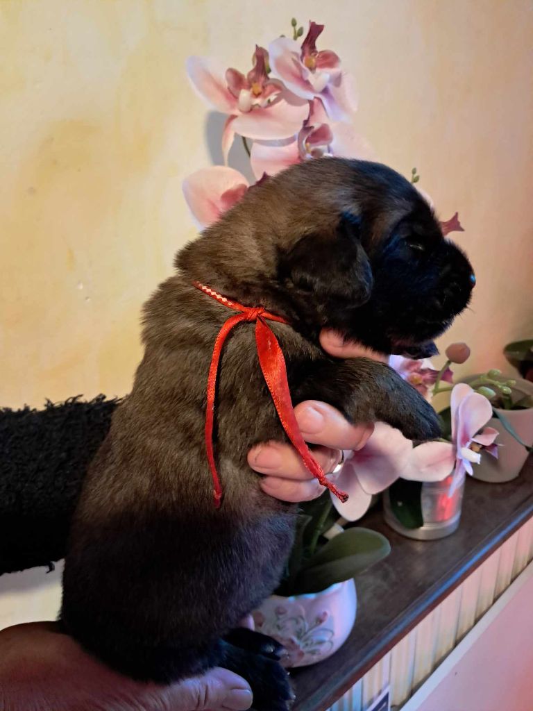 du Sentier des Sablons de l'Orme - Chiot disponible  - Leonberger