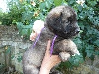 CHIOT collier violet OPIE