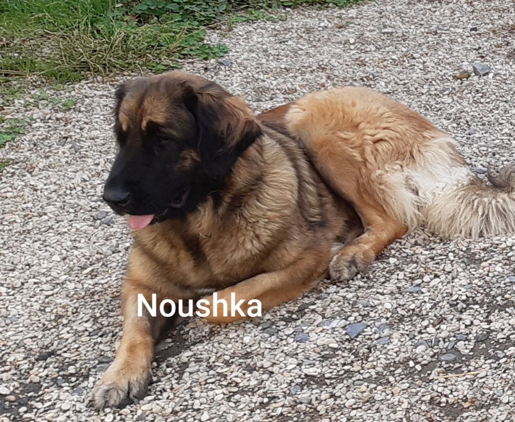 Noushka du Sentier des Sablons de l'Orme