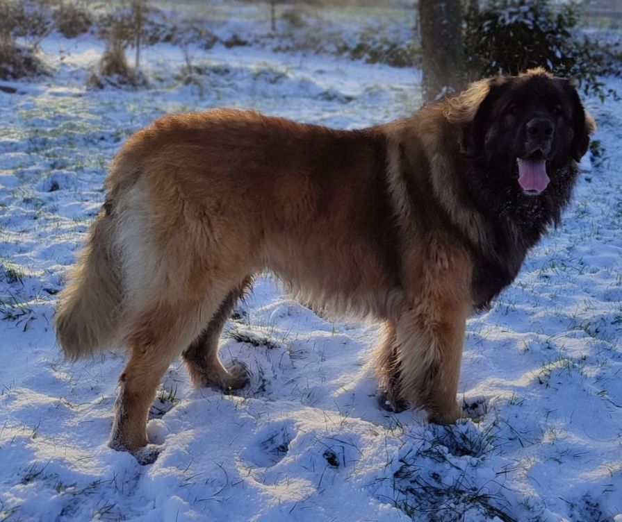 Simba du Sentier des Sablons de l'Orme