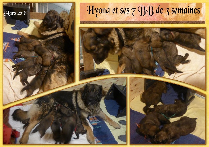 HYONA et ses bb du 29 fevrier 2016