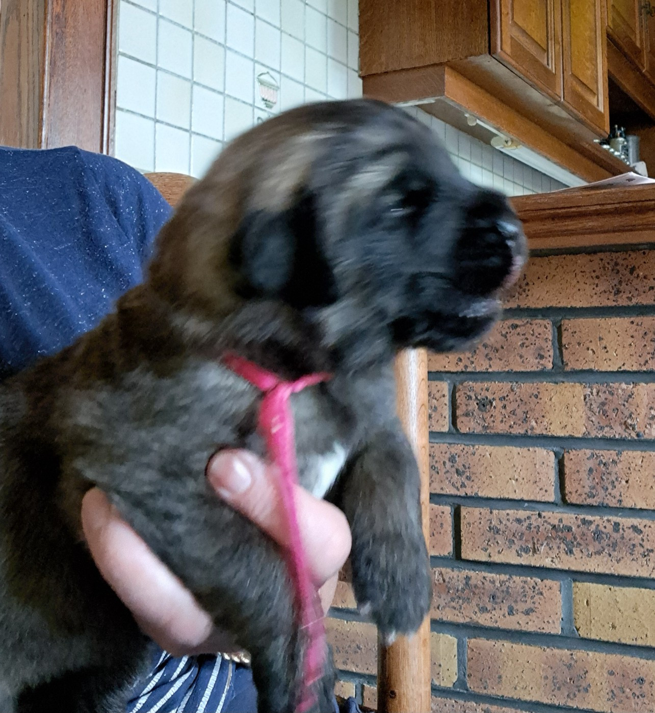 du Sentier des Sablons de l'Orme - Chiots disponibles - Leonberger