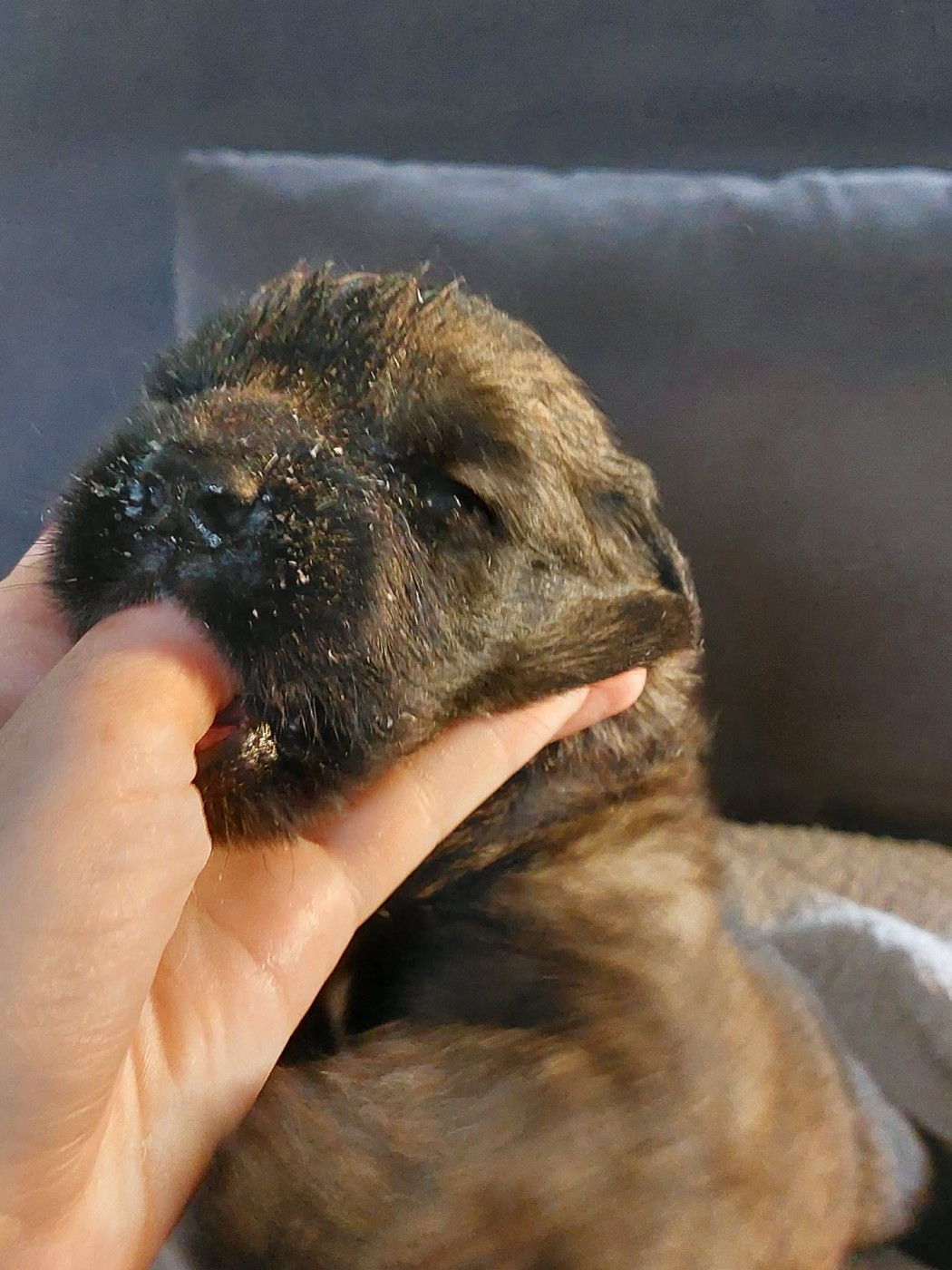 du Sentier des Sablons de l'Orme - Chiots disponibles - Leonberger