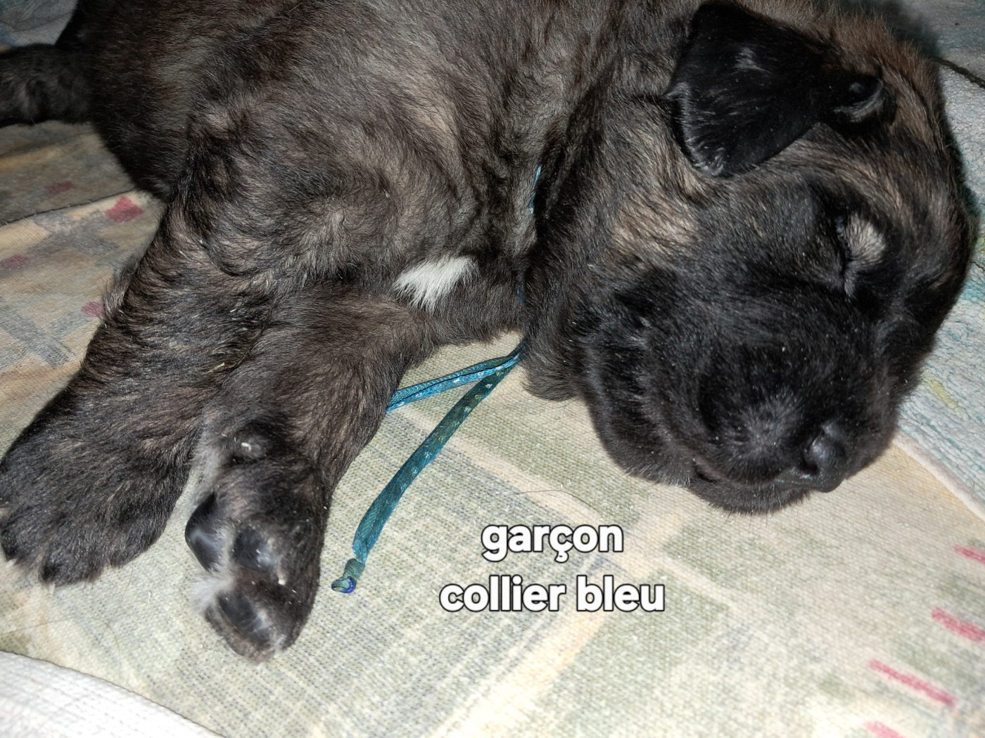 du Sentier des Sablons de l'Orme - Chiots disponibles - Leonberger