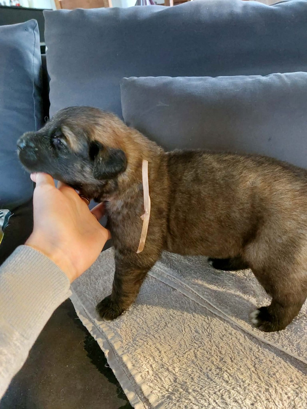 du Sentier des Sablons de l'Orme - Chiots disponibles - Leonberger