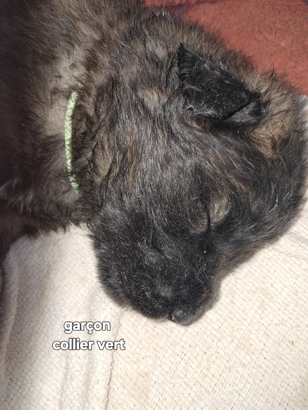 du Sentier des Sablons de l'Orme - Chiots disponibles - Leonberger