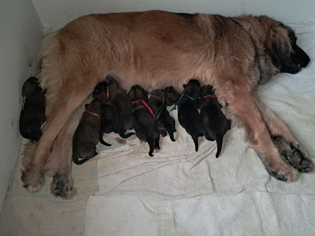 du Sentier des Sablons de l'Orme - Chiots disponibles - Leonberger
