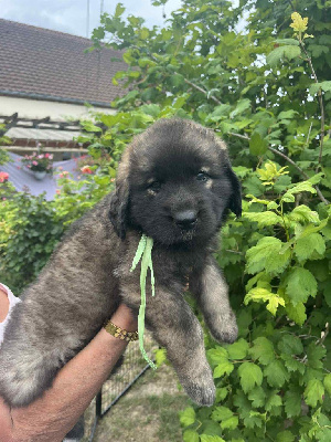 CHIOT 4 collier  vert  AWAÏ