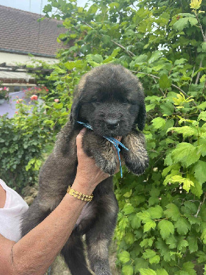 CHIOT 3 collier bleu Aure Bloo
