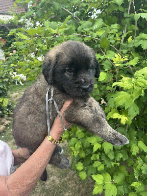 CHIOT 2 collier gris Arleen