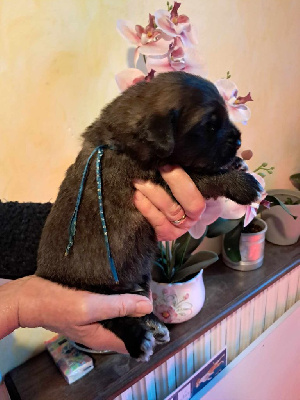 CHIOT COLLIER BLEU   V'BALOO