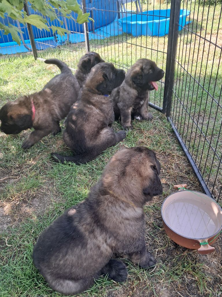 Chiot Leonberger du Sentier des Sablons de l'Orme
